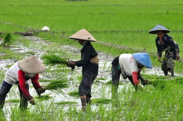 Petani Sawah